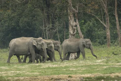 Herd of Asian Elephants with calf walking in forest grassland in Manas, Assam