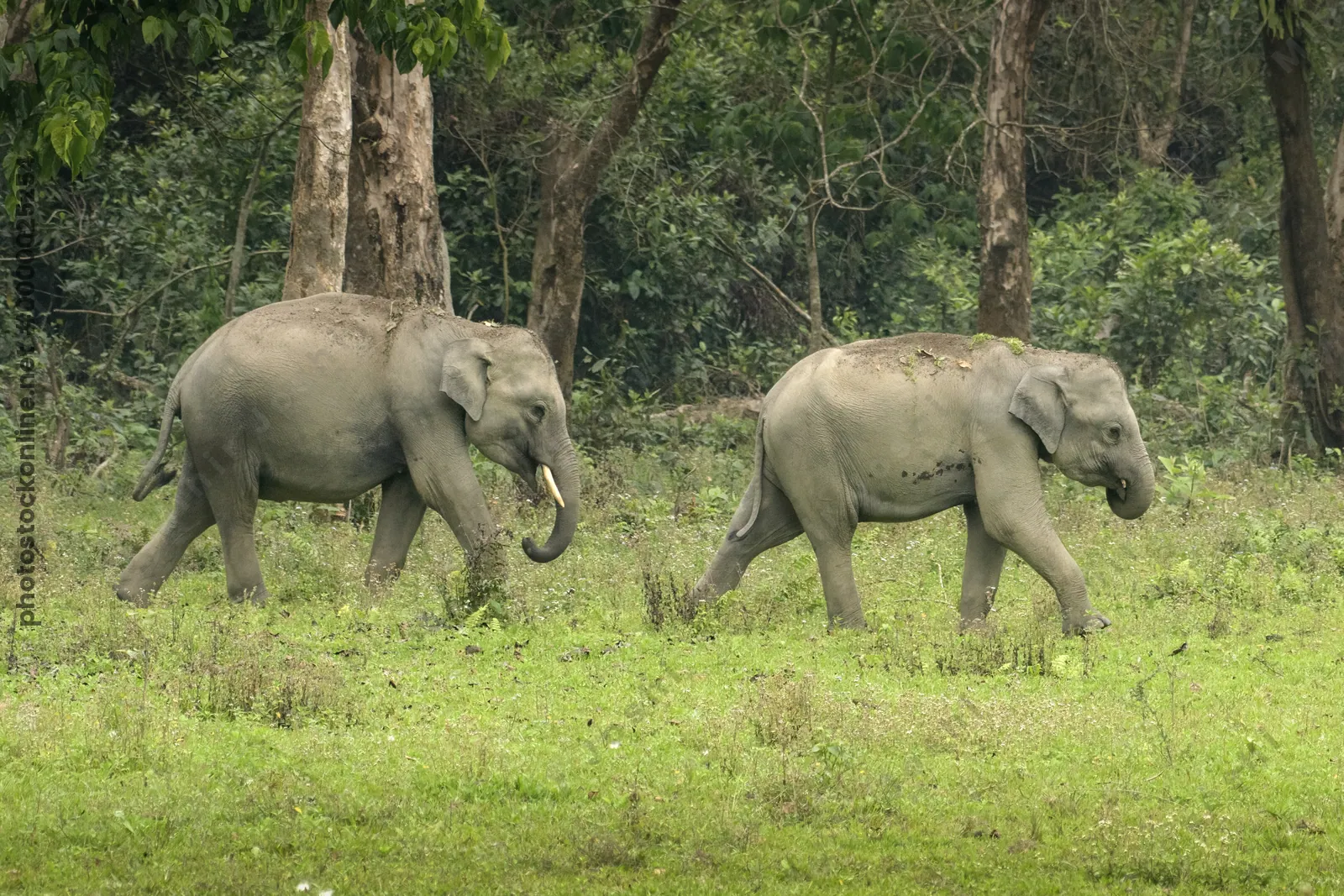 Pair of Asian Elephants walking in forest grassland in Manas, Assam, India