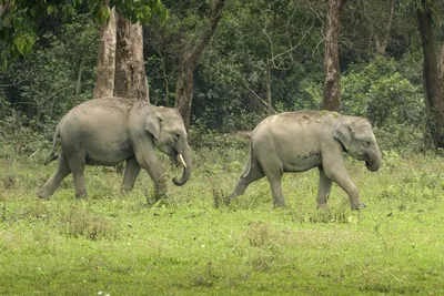 Pair of Asian Elephants walking in forest grassland in Manas, Assam, India