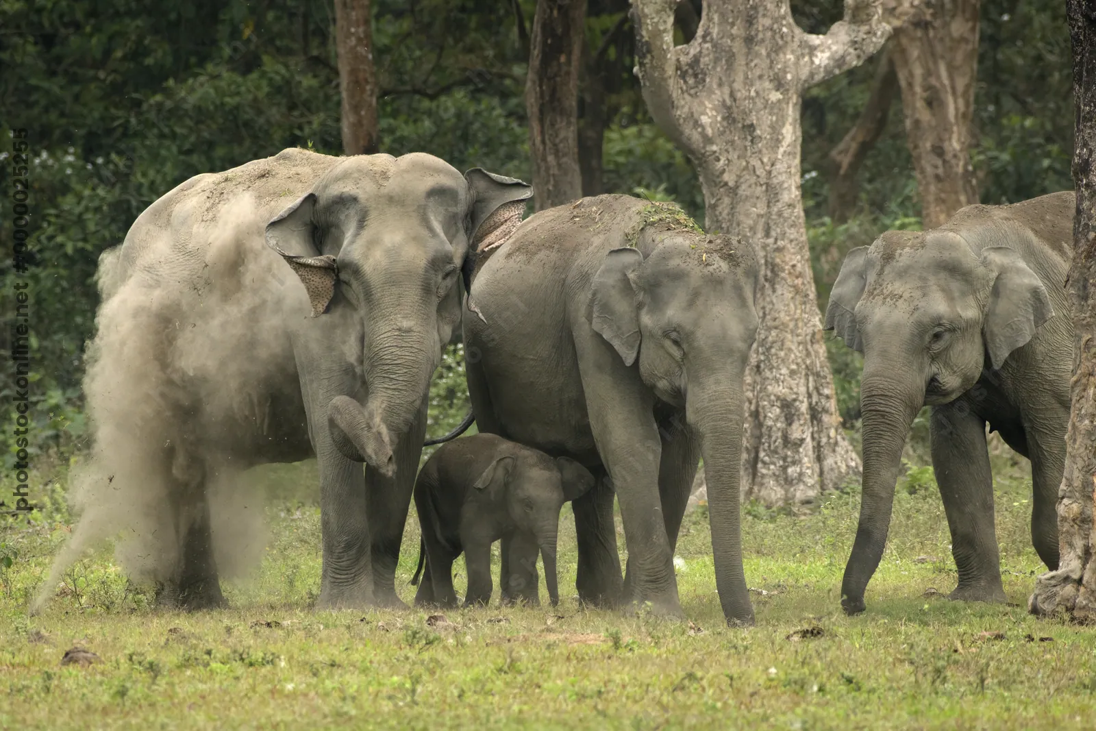Asian Elephant herd with calf during dust bath in forest grassland in Manas National Park, Assam, India