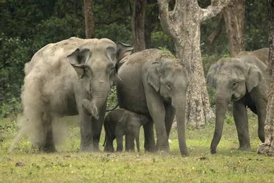 Asian Elephant herd with calf during dust bath in forest grassland in Manas National Park, Assam, India