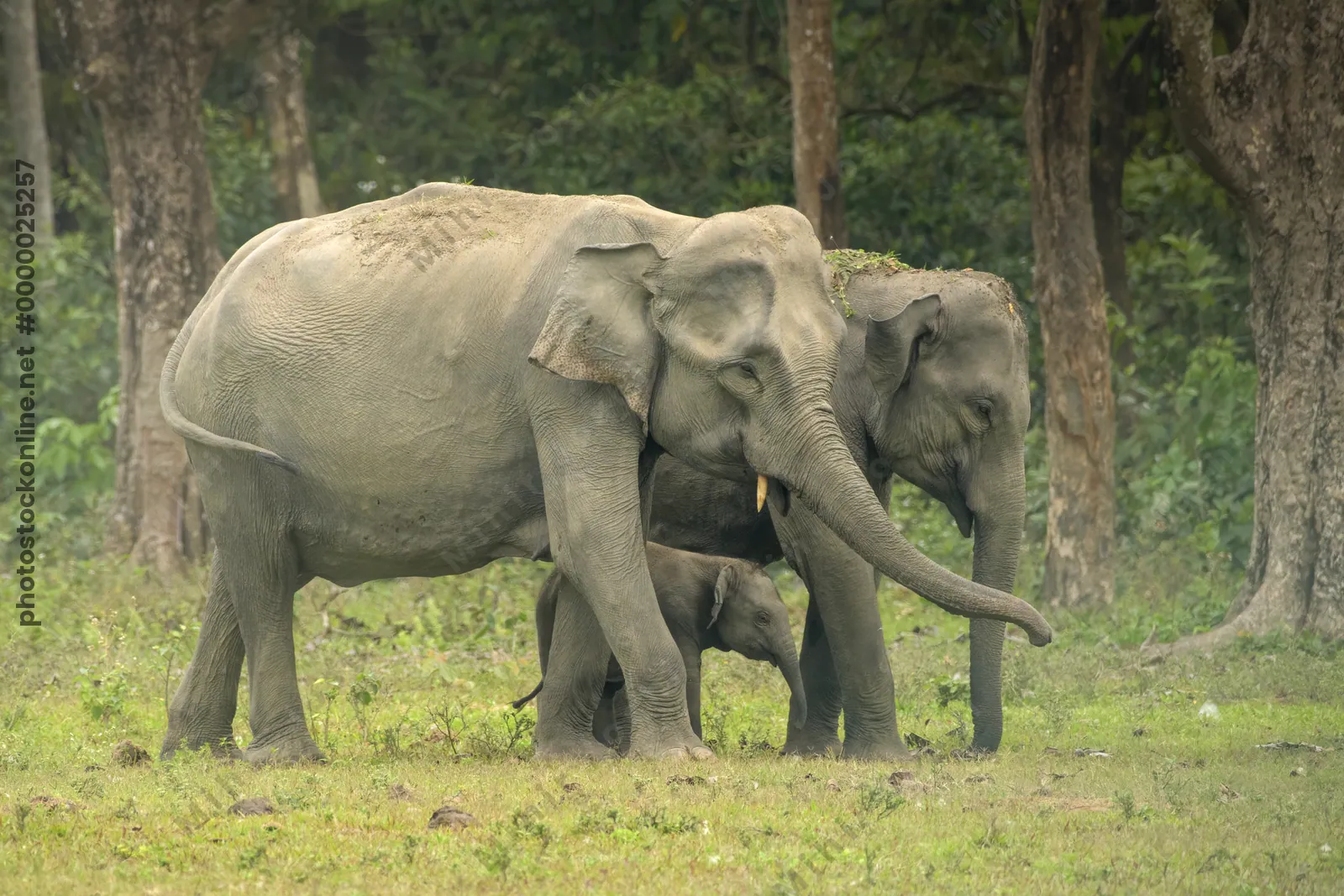 Asian Elephant family with calf in forest grassland in Manas National Park Assam