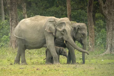 Asian Elephant family with calf in forest grassland in Manas National Park Assam