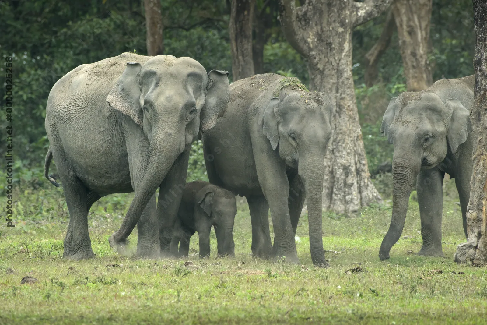 Herd of Asian Elephants with calf in forest grassland, Manas National Park Assam