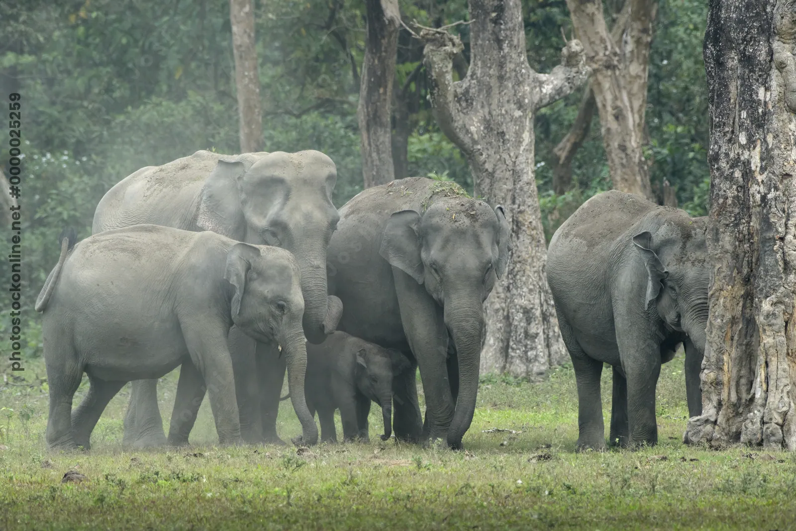 Herd of Asian Elephants with calf in forest grassland, Manas National Park Assam