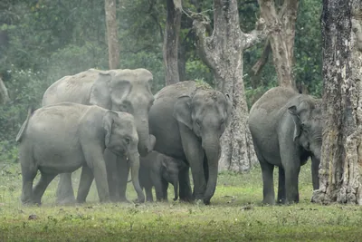 Herd of Asian Elephants with calf in forest grassland, Manas National Park Assam