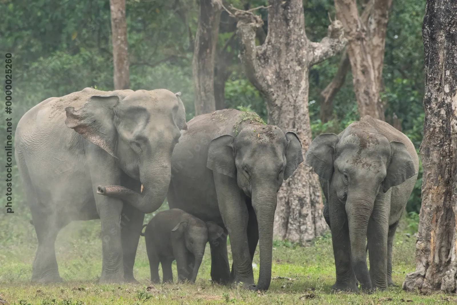 Asian Elephant herd with calf during dust bath in forest grassland in Manas National Park, Assam, India