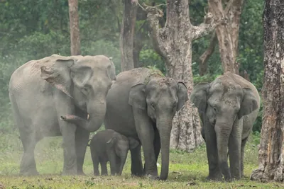 Asian Elephant herd with calf during dust bath in forest grassland in Manas National Park, Assam, India