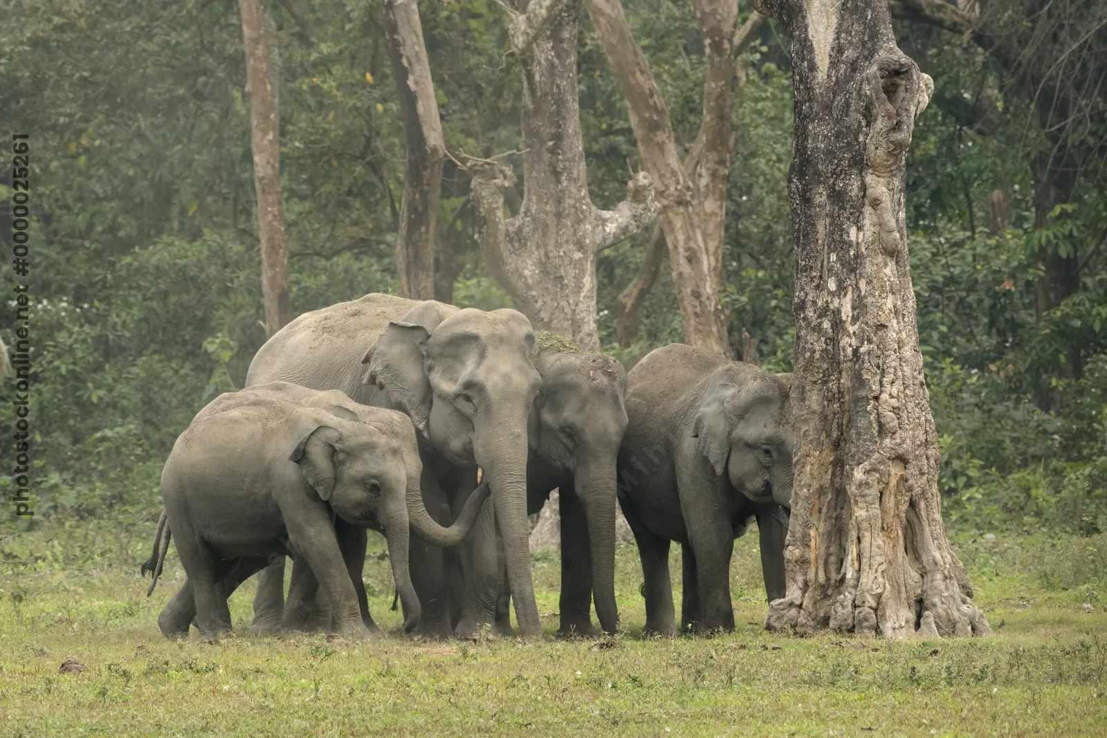 Herd of Asian Elephants with calf interacting in forest grassland in Manas National Park, Assam, India