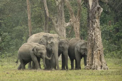 Herd of Asian Elephants with calf interacting in forest grassland in Manas National Park, Assam, India