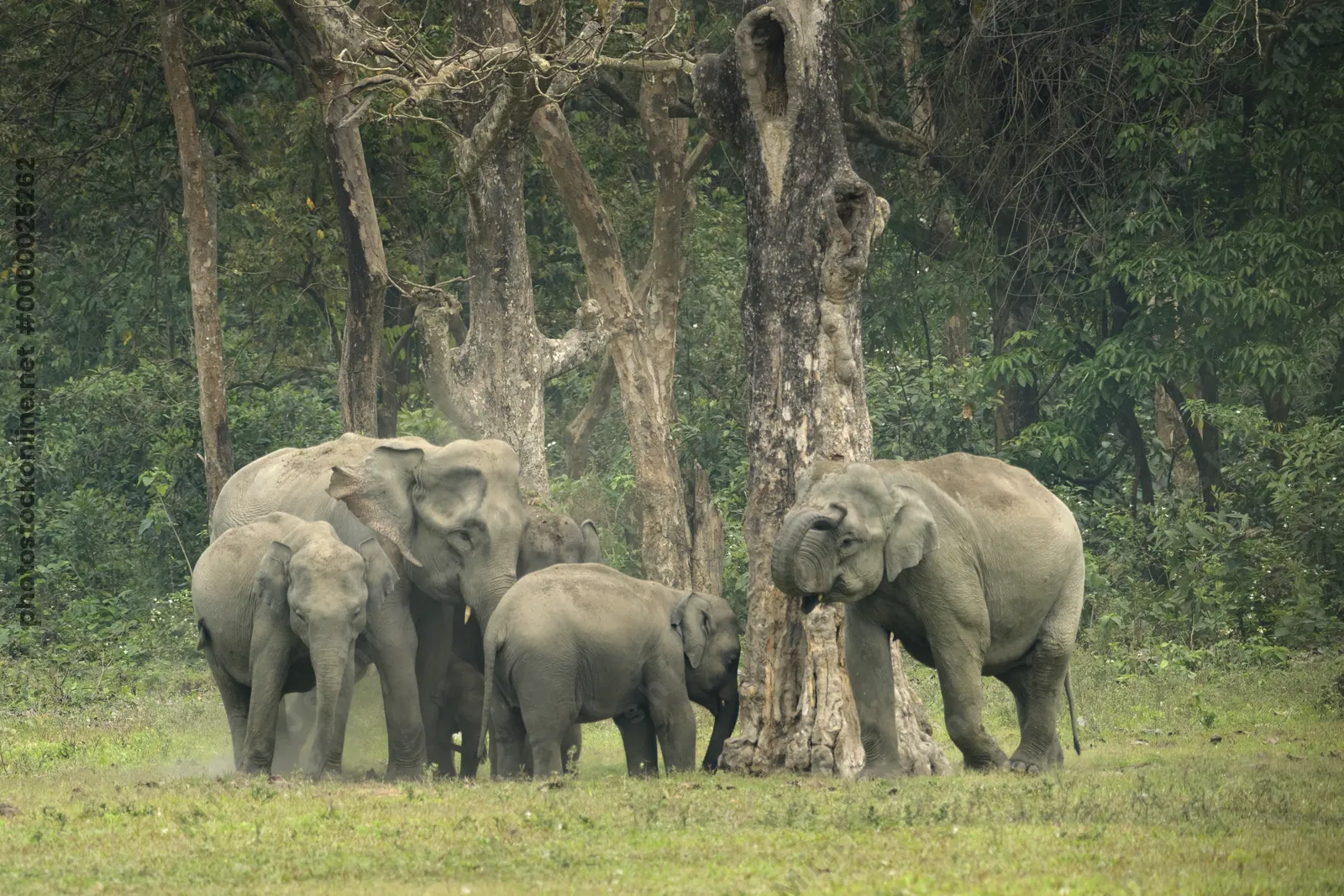 Herd of Asian Elephants with calf interacting in forest grassland in Manas National Park, Assam, India