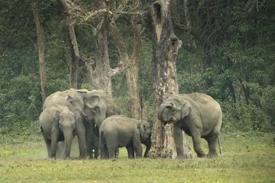 Herd of Asian Elephants with calf interacting in forest grassland in Manas National Park, Assam, India