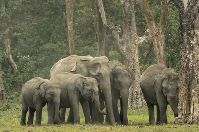 Herd of Asian Elephants with calf standing together in forest grassland in Manas National Park, Assam, India