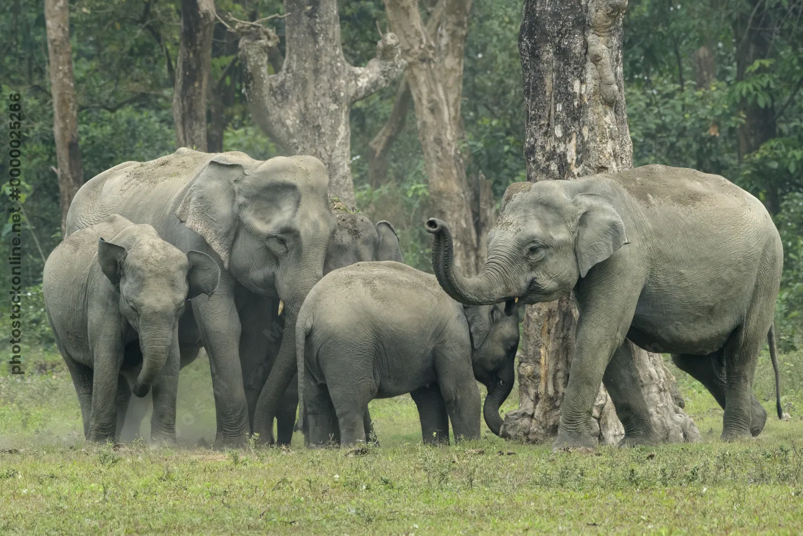 Asian Elephant herd with calf showing social interaction in forest grassland in Manas National Park, Assam, India