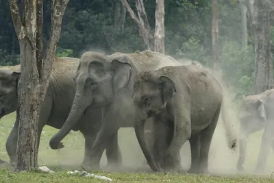 Asian Elephant herd during dust bath in forest grassland in Manas National Park, Assam, India