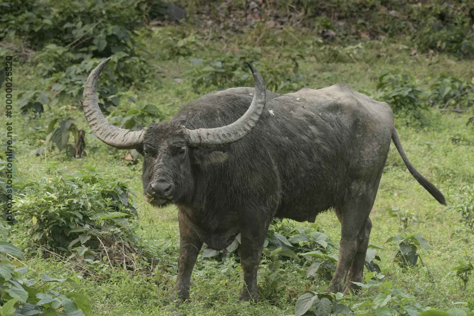 Wild Water Buffalo or Bubalus arnee in Manas National Park, Assam, India