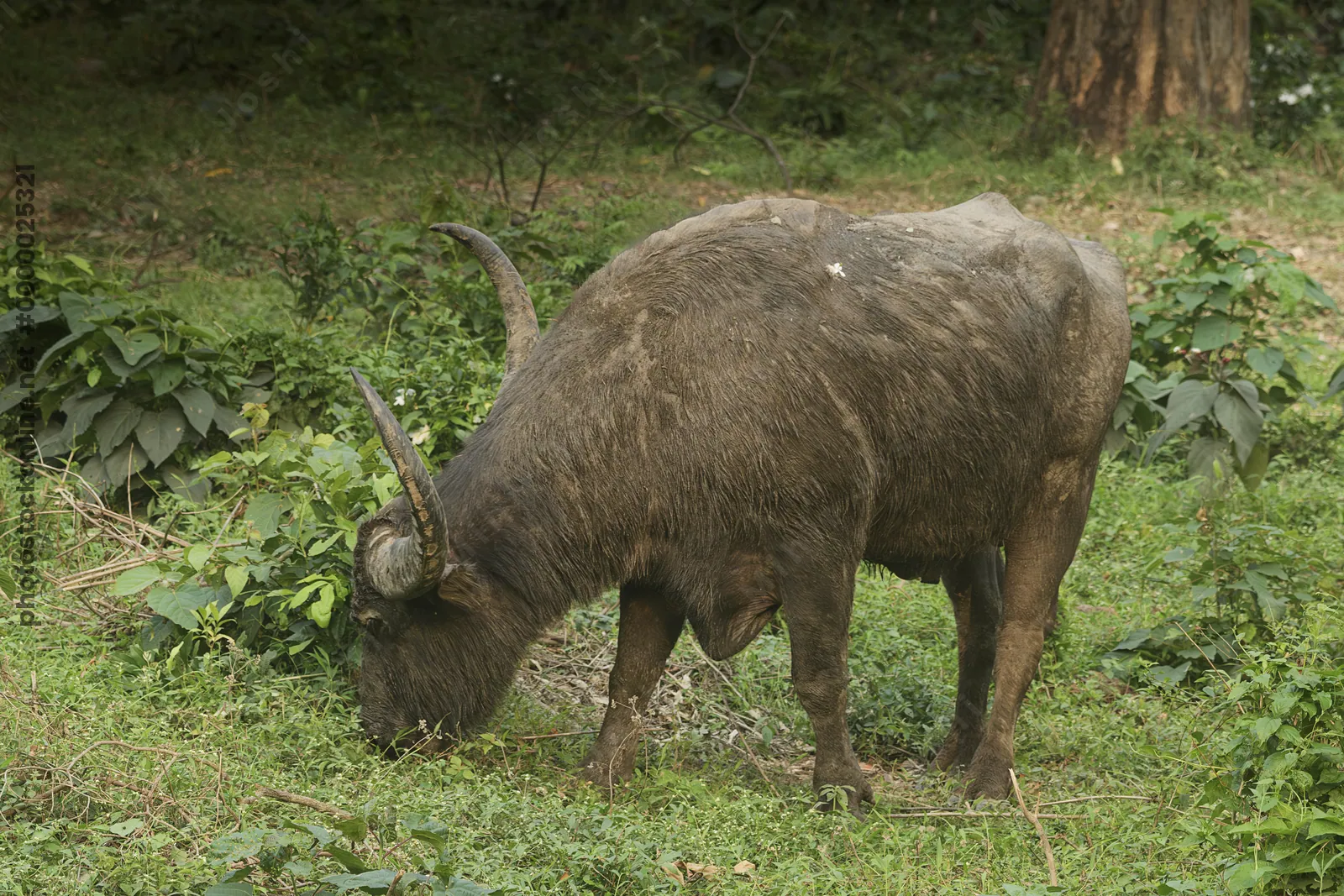 Wild Water Buffalo or Bubalus arnee in Manas National Park, Assam, India
