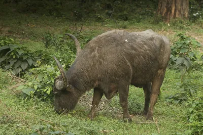 Wild Water Buffalo or Bubalus arnee in Manas National Park, Assam, India