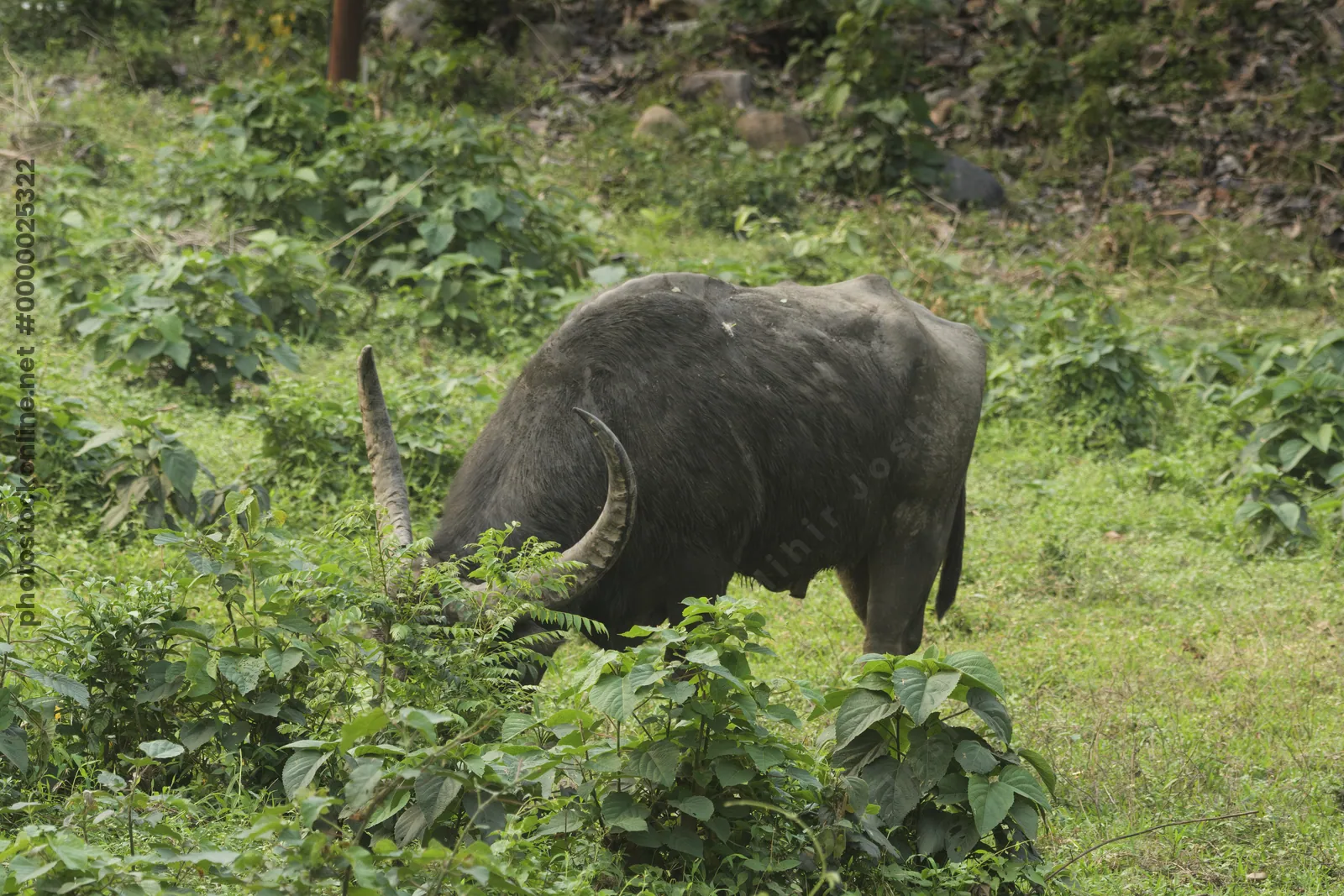 Wild Water Buffalo or Bubalus arnee in Manas National Park, Assam, India
