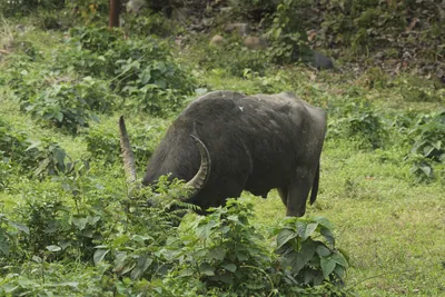 Wild Water Buffalo or Bubalus arnee in Manas National Park, Assam, India