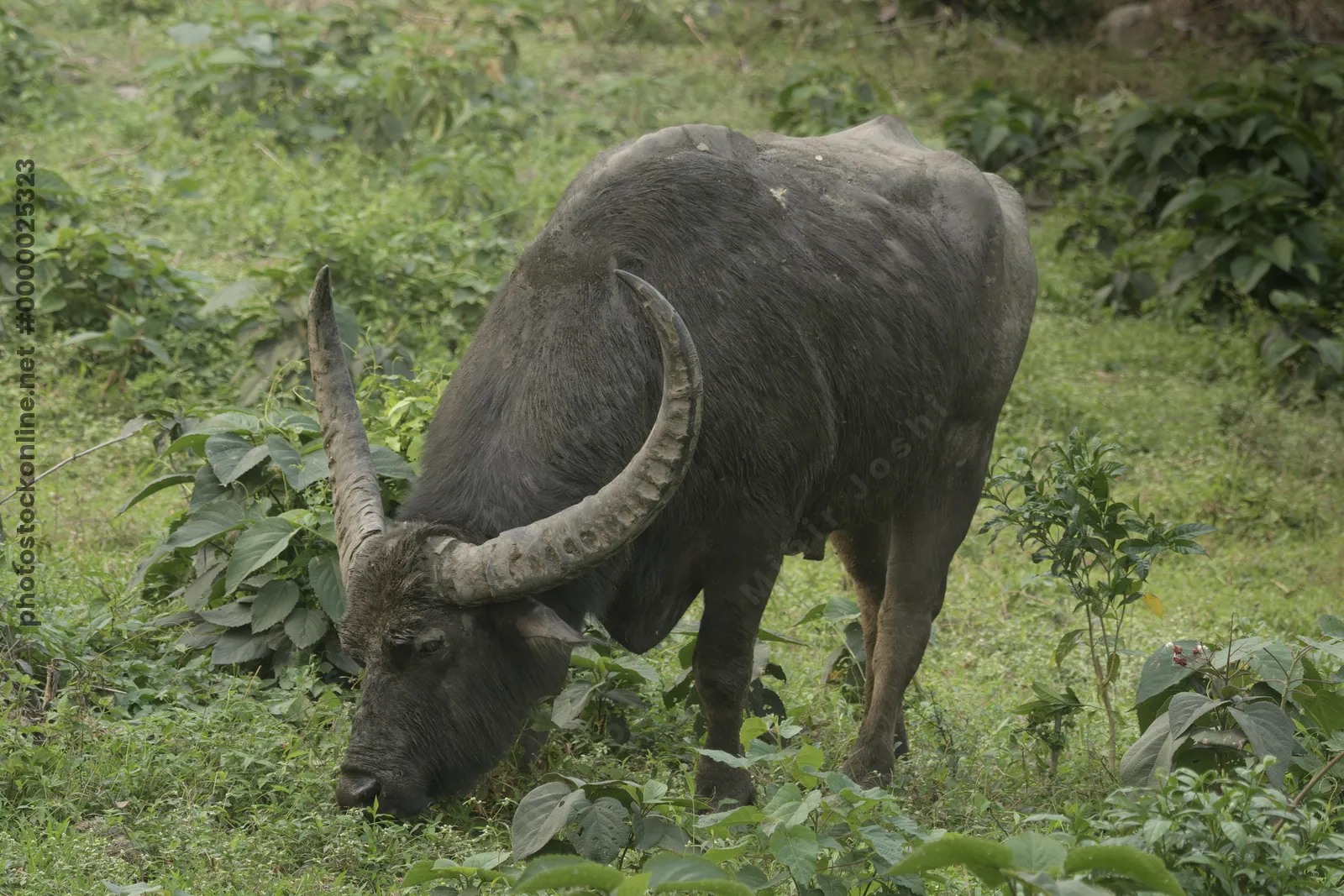 Wild Water Buffalo or Bubalus arnee in Manas National Park, Assam, India