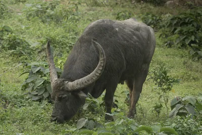 Wild Water Buffalo or Bubalus arnee in Manas National Park, Assam, India
