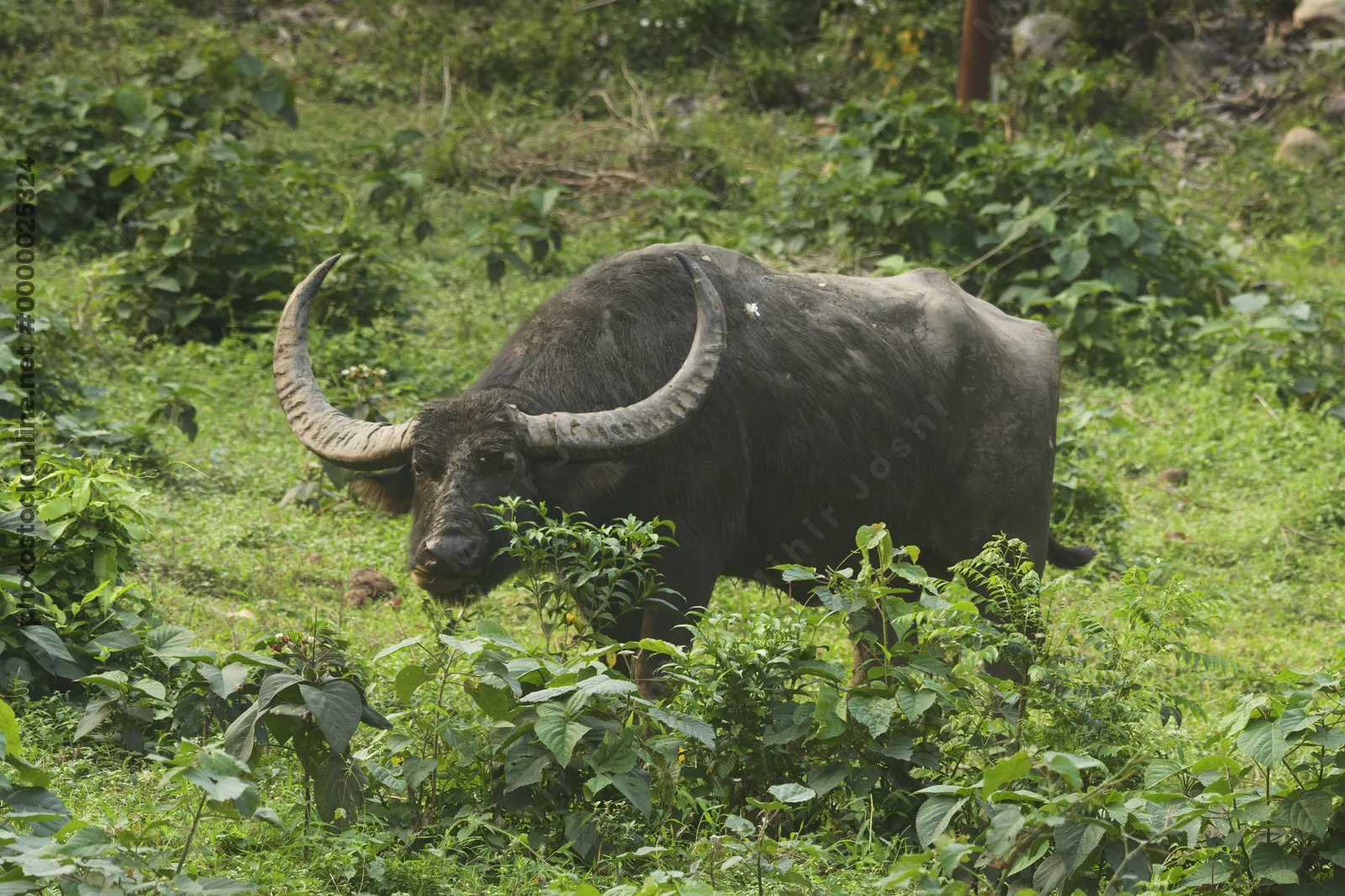 Wild Water Buffalo or Bubalus arnee in Manas National Park, Assam, India
