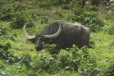 Wild Water Buffalo or Bubalus arnee in Manas National Park, Assam, India