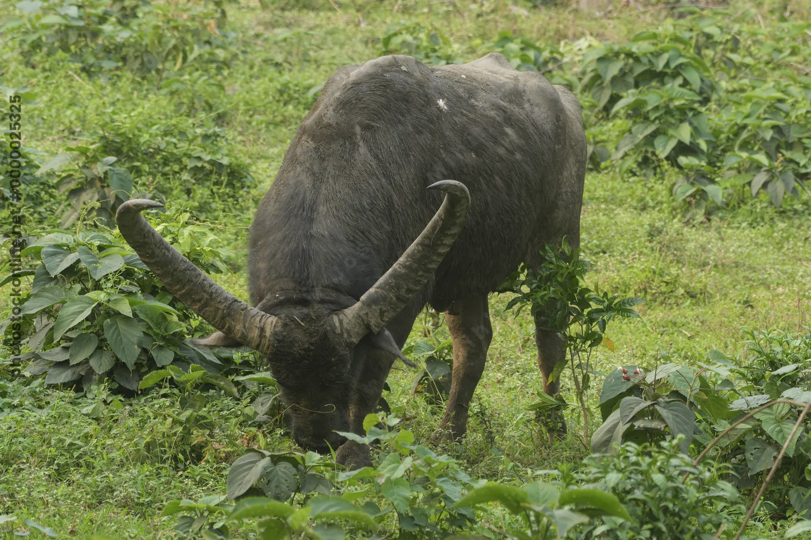 Wild Water Buffalo or Bubalus arnee in Manas National Park, Assam, India