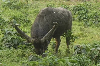 Wild Water Buffalo or Bubalus arnee in Manas National Park, Assam, India