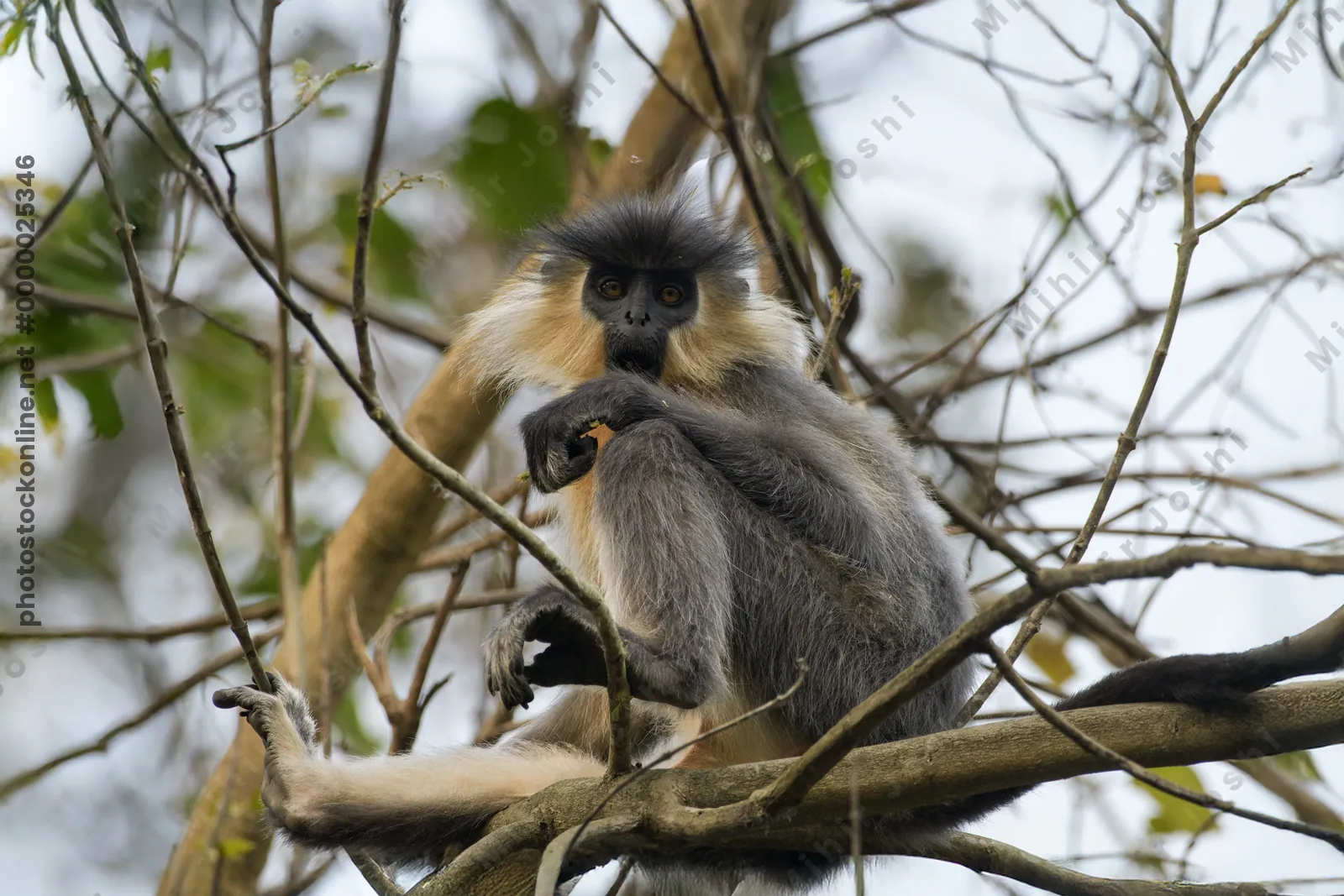 Capped Langur sitting on tree branches in forest habitat, Manas, Assam, India.