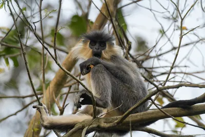 Capped Langur sitting on tree branches in forest habitat, Manas, Assam, India.