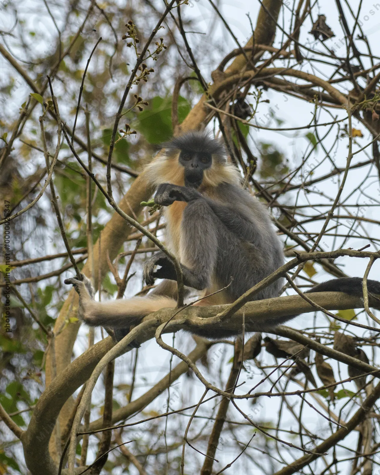 Capped Langur sitting on tree branches in forest habitat, Manas, Assam, India.