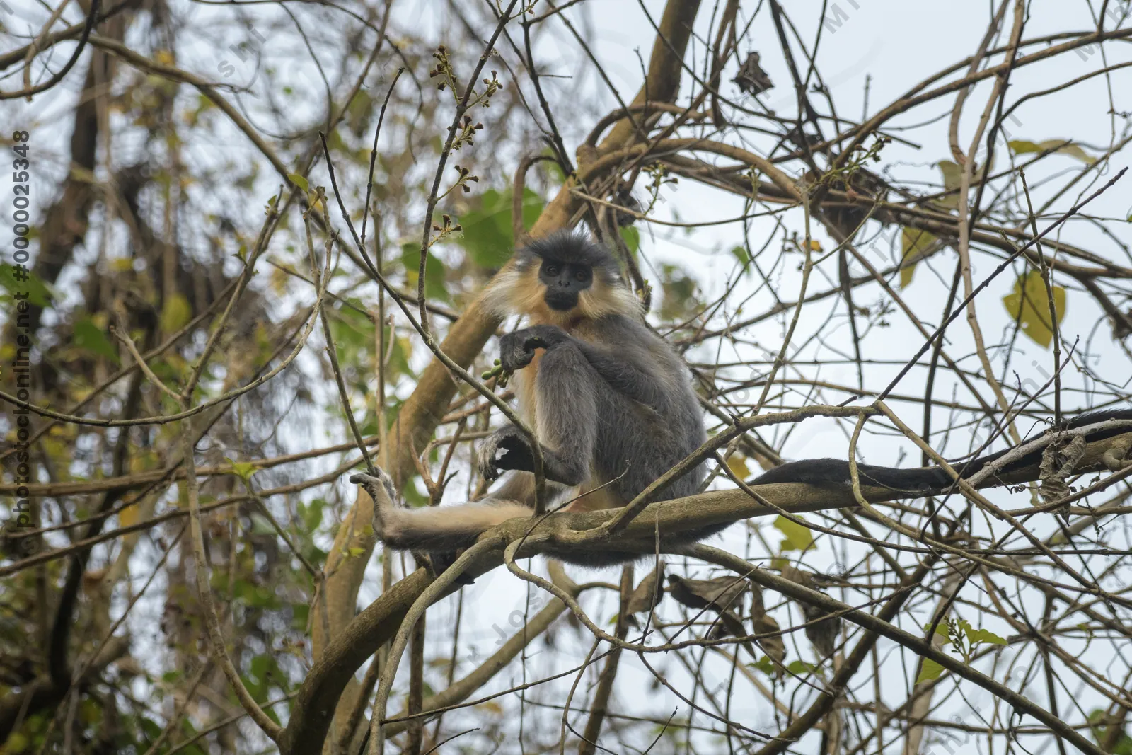 Capped Langur sitting on tree branches in forest habitat, Manas, Assam, India.