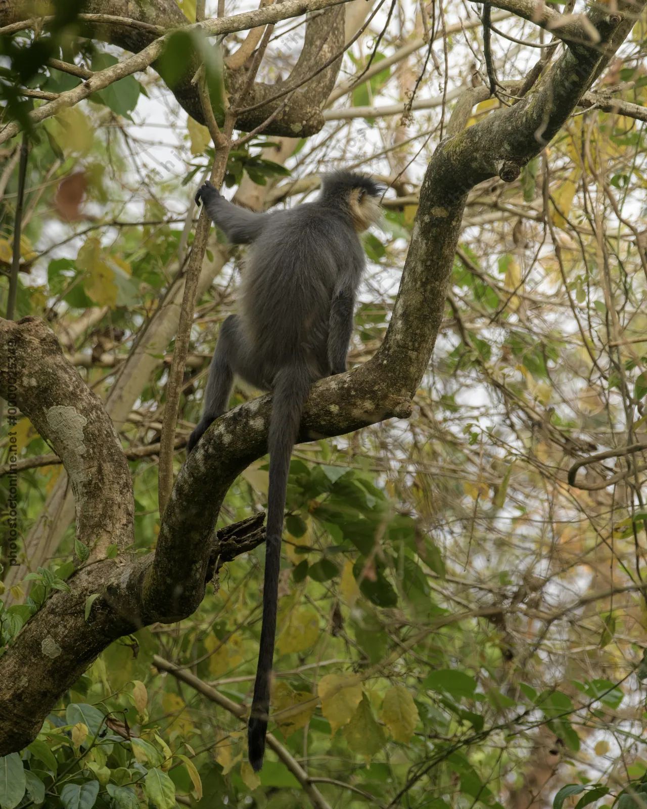 Capped Langur sitting on tree branches in forest habitat, Manas, Assam, India.