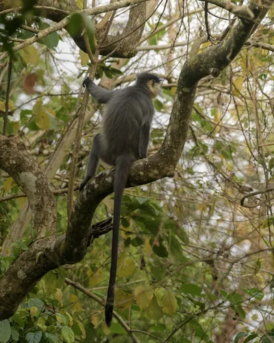 Capped Langur sitting on tree branches in forest habitat, Manas, Assam, India.