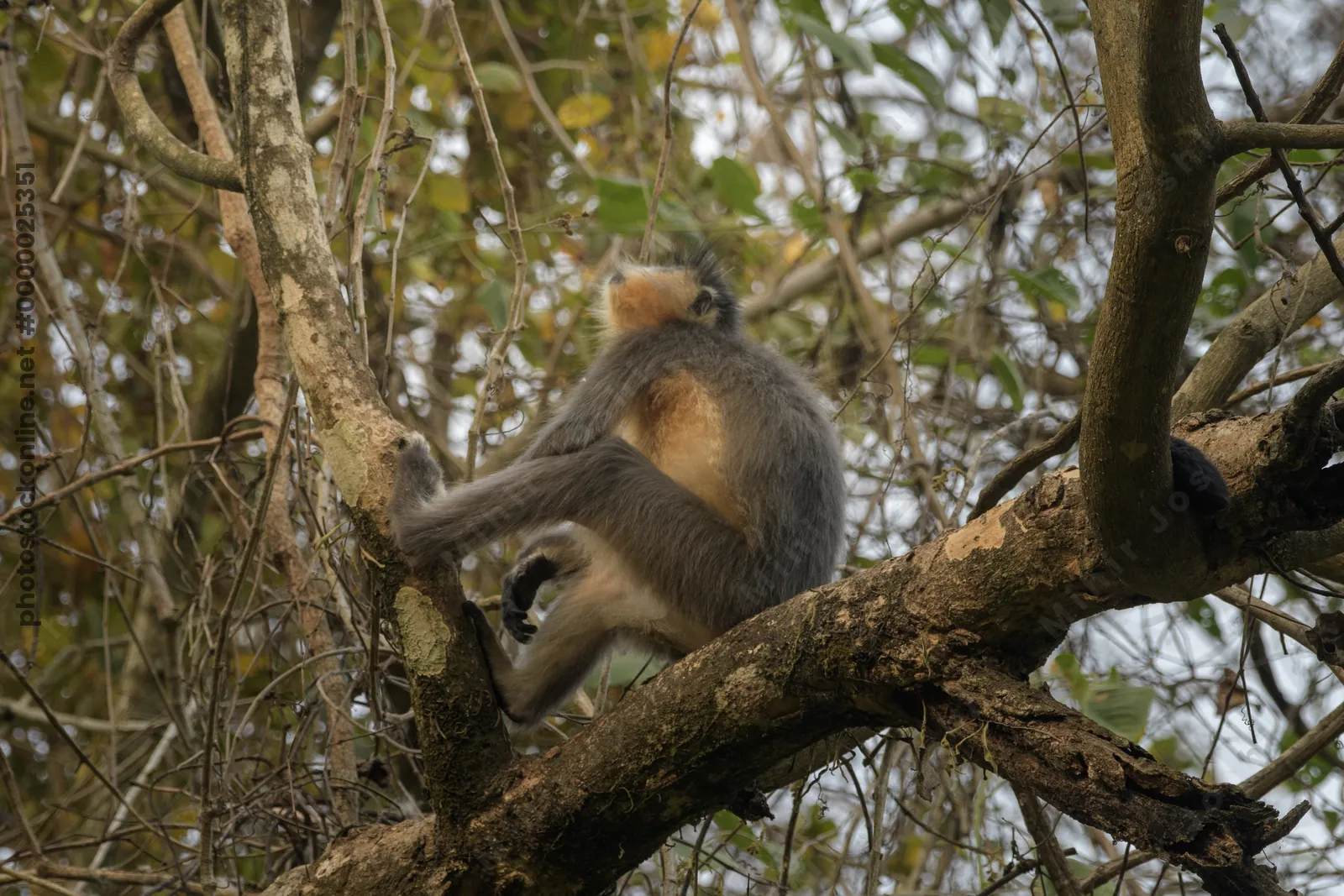 Capped Langur sitting on tree branches in forest habitat, Manas, Assam, India.