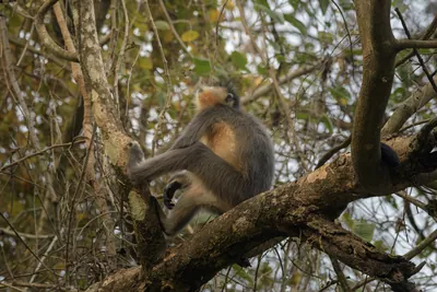 Capped Langur sitting on tree branches in forest habitat, Manas, Assam, India.