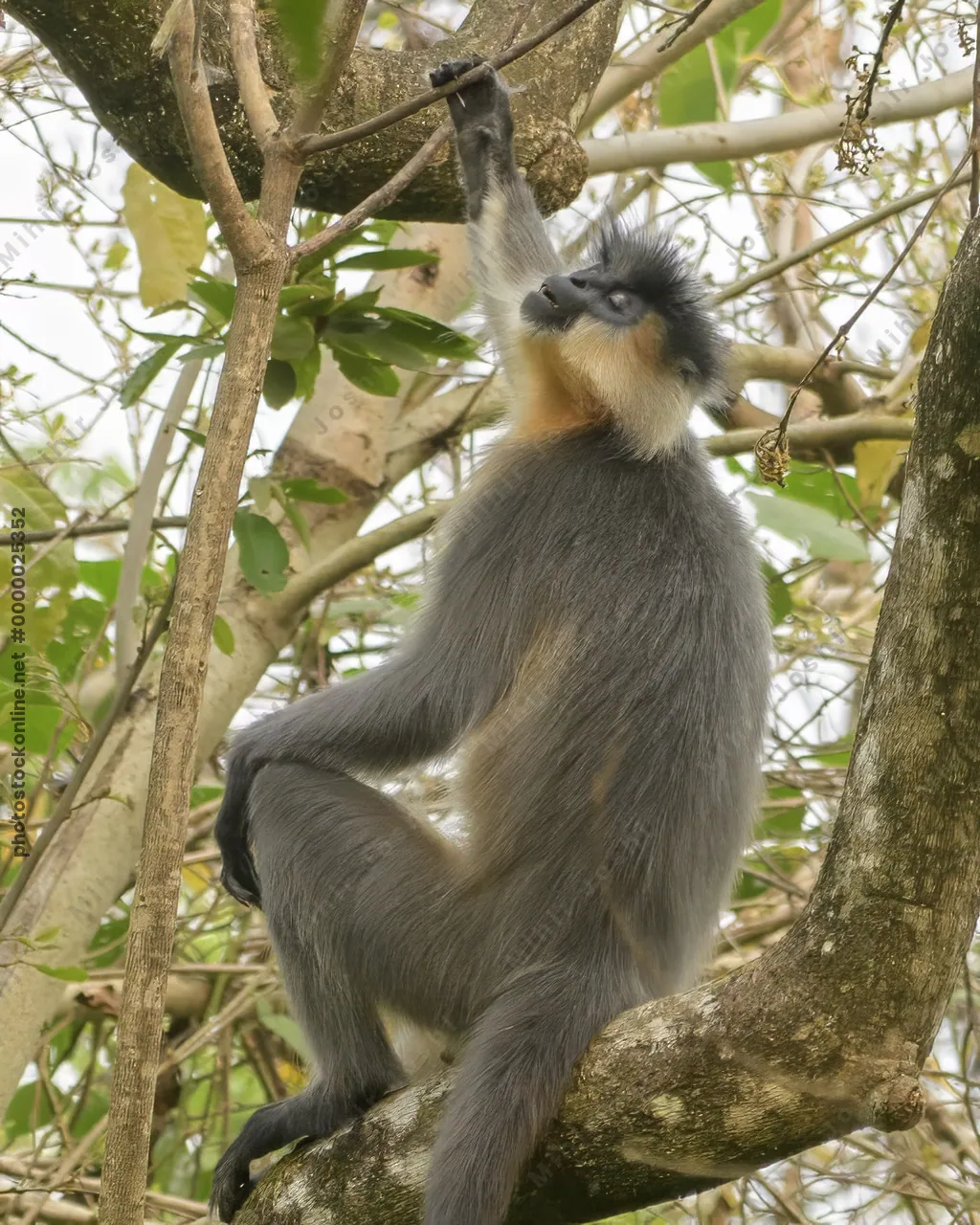 Capped Langur sitting on tree branches in forest habitat, Manas, Assam, India.
