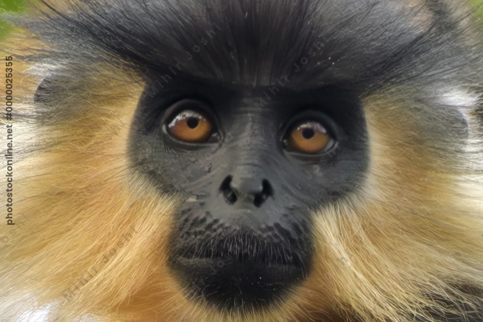 Capped Langur (Trachypithecus pileatus) close-up portrait in Manas National Park, Assam, India