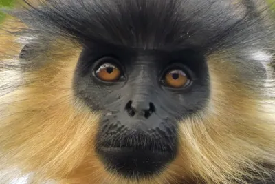 Capped Langur (Trachypithecus pileatus) close-up portrait in Manas National Park, Assam, India