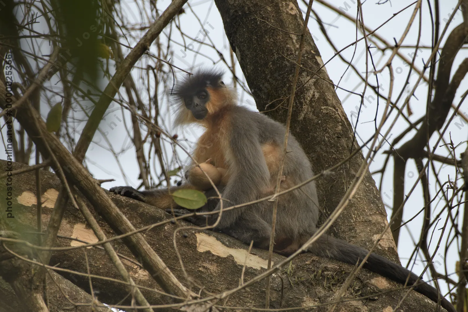 Capped Langur sitting on tree branches in forest habitat, Manas, Assam, India.