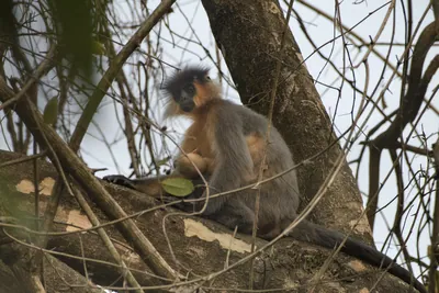 Capped Langur sitting on tree branches in forest habitat, Manas, Assam, India.
