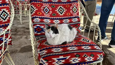 Cat Sitting on Chair at Outdoor Cafe, Temple of Philae, Aswan, Egypt