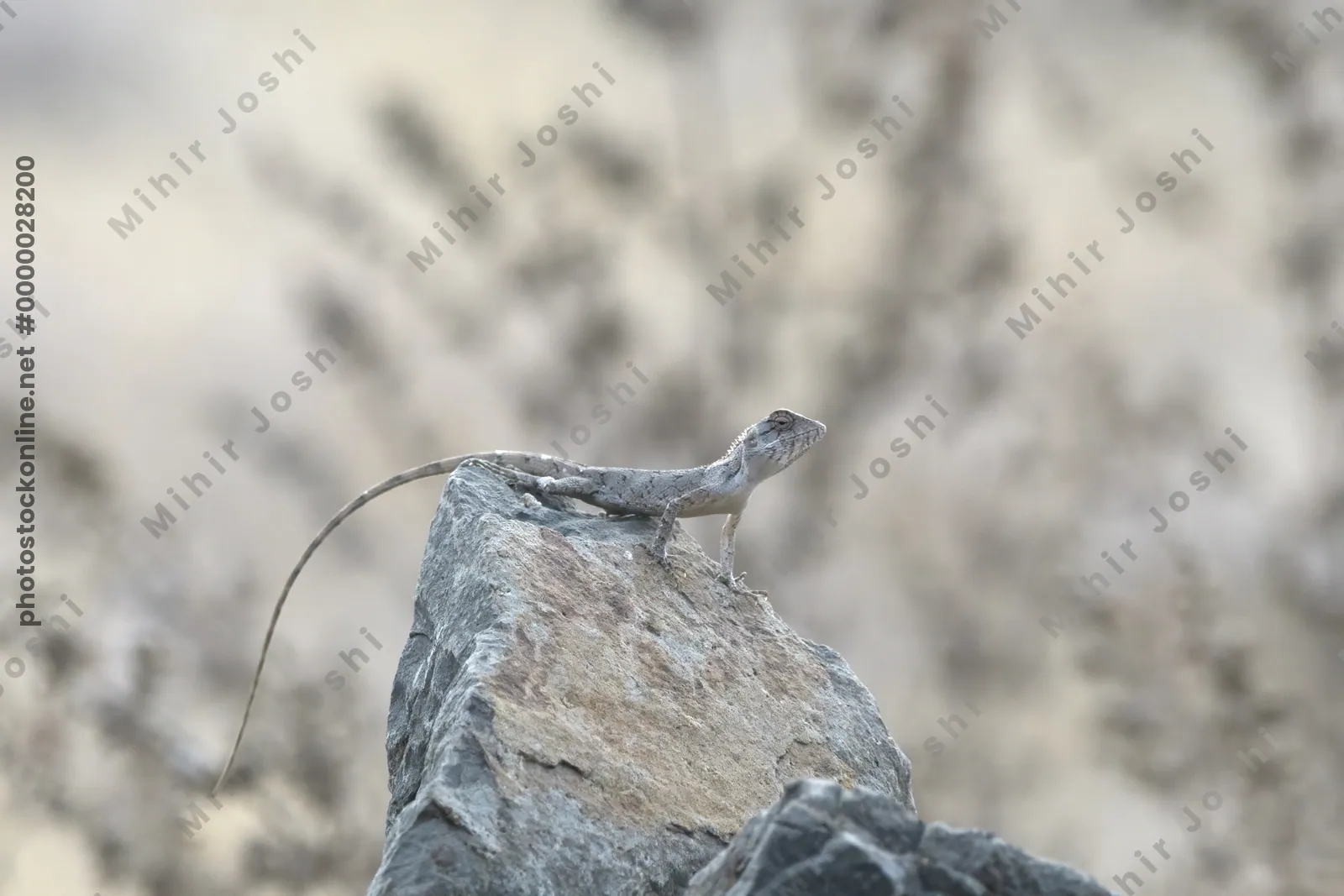 Lizard basking on a rock at Bhigwan in Maharashtra, India