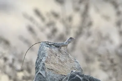 Lizard basking on a rock at Bhigwan in Maharashtra, India