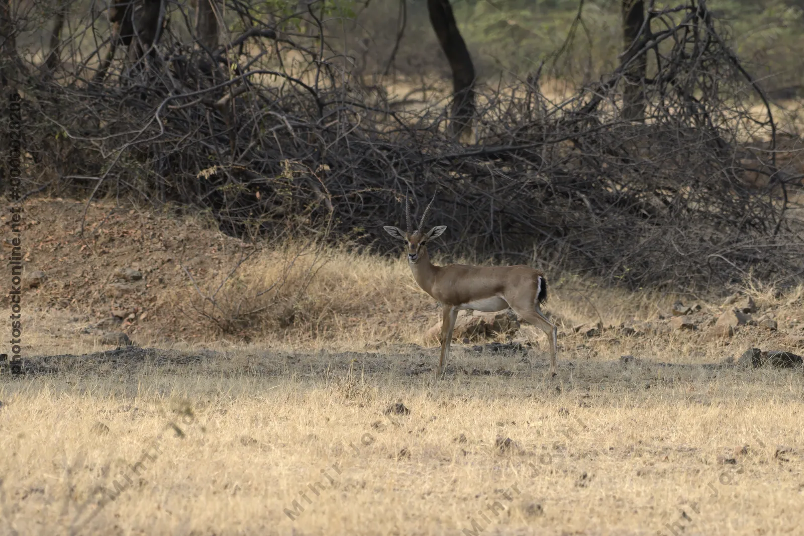 Chinkara standing on dry grassland near Bhigwan in Maharashtra, India