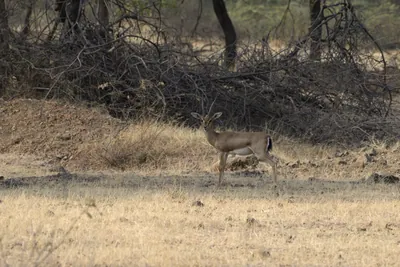 Chinkara standing on dry grassland near Bhigwan in Maharashtra, India