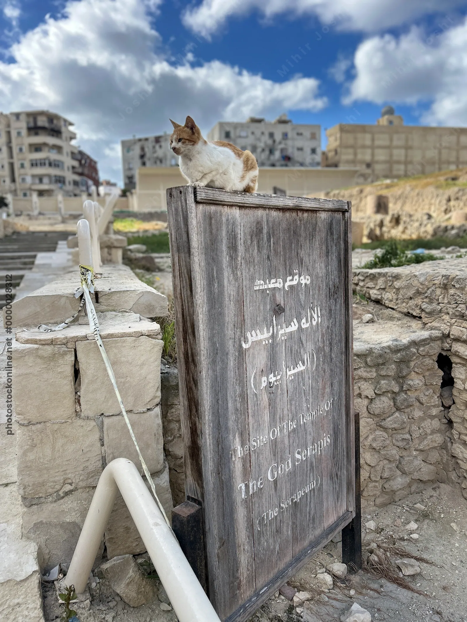 Alexandria, Egypt - Feb 13, 2025: Stray cat perched on a wooden sign marking the site of the Serapeum temple of the god Serapis, near Pompey's Pillar
