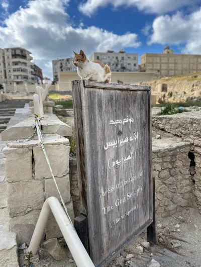 Alexandria, Egypt - Feb 13, 2025: Stray cat perched on a wooden sign marking the site of the Serapeum temple of the god Serapis, near Pompey's Pillar